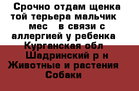 Срочно отдам щенка той терьера.мальчик 6 мес...в связи с аллергией у ребенка - Курганская обл., Шадринский р-н Животные и растения » Собаки   